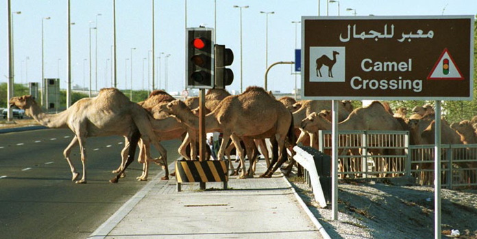 camel_crossing.jpg