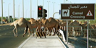 camel_crossing